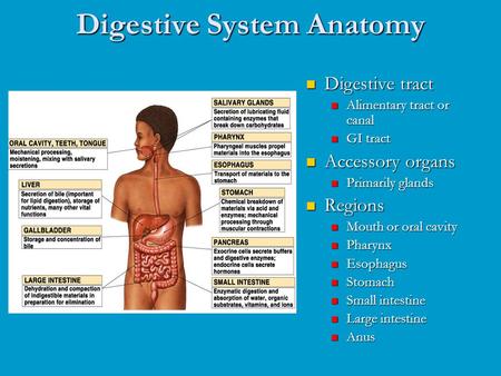 The digestive system powerpoint presentation
