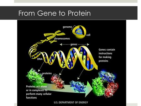 From Gene to Protein. Proteins Review  Accomplish most of the major cellular functions  Enzymes – catalyze reaction  Structural fibers (cytoskeleton,