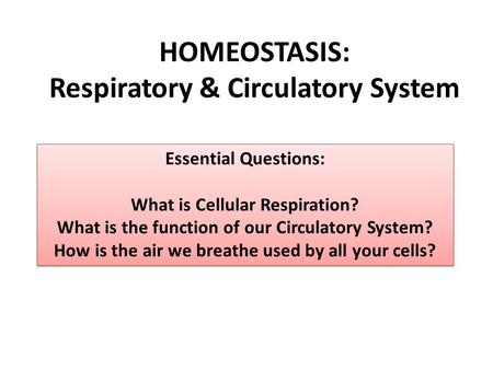 HOMEOSTASIS: Respiratory & Circulatory System Essential Questions: What is Cellular Respiration? What is the function of our Circulatory System? How is.