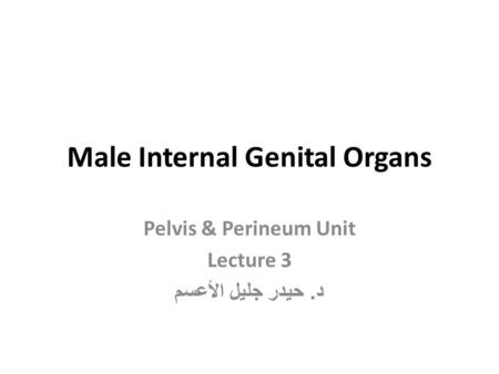 Male Internal Genital Organs