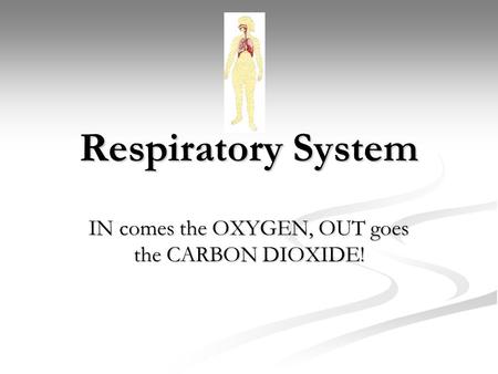 Respiratory System IN comes the OXYGEN, OUT goes the CARBON DIOXIDE!