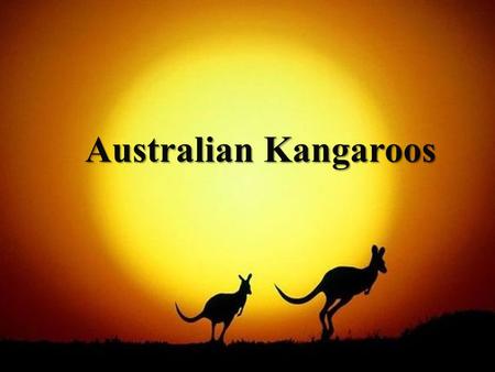 Australian Kangaroos.
