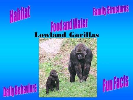Lowland Gorillas. Habitat Lives in west Africa Lives in east Africa Lives in Lowland rainforests.