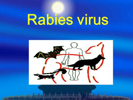 Rabies virus.