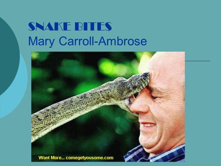 SNAKE BITES Mary Carroll-Ambrose. Myths About Snakes  Snakes hold their tails in their mouths to create a circle and will chase you.  When you kill.