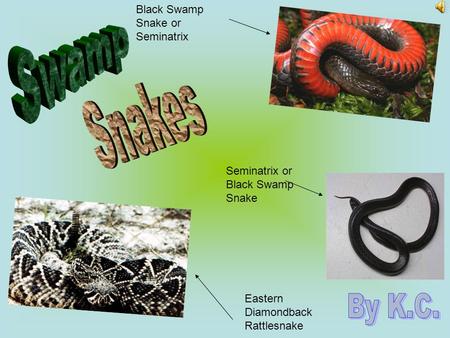 Swamp Snakes By K.C. Black Swamp Snake or Seminatrix