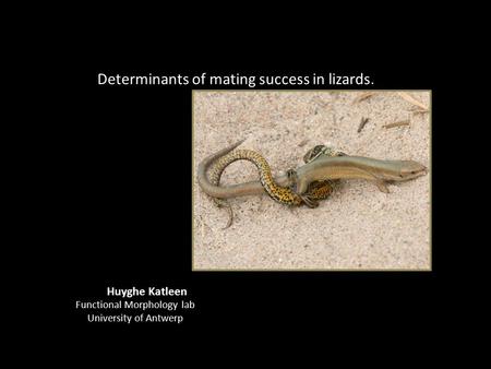 Determinants of mating success in lizards. Huyghe Katleen Functional Morphology lab University of Antwerp.