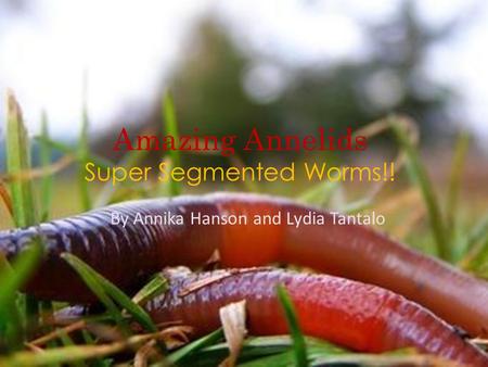Amazing Annelids Super Segmented Worms!! By Annika Hanson and Lydia Tantalo.