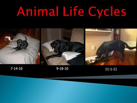 Animal Life Cycles 7-14-10 9-18-10 11-1-11.