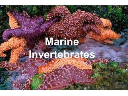 Marine Invertebrates. Phylum Porifera: Sponges 1. Non-moving (sessile) animals 2. No nerves or muscles (no tissue differentiation) 3. Mostly marine.