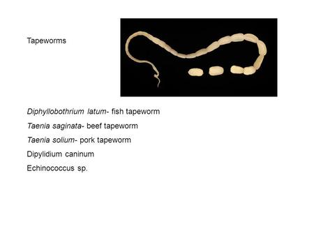 Tapeworms Diphyllobothrium latum- fish tapeworm