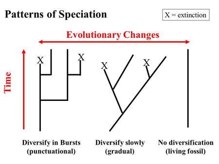 Patterns of Speciation Diversify in Bursts (punctuational) Diversify slowly (gradual) Time No diversification (living fossil) Evolutionary Changes X X.