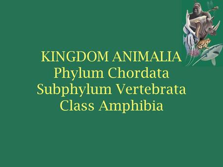 KINGDOM ANIMALIA Phylum Chordata Subphylum Vertebrata Class Amphibia.