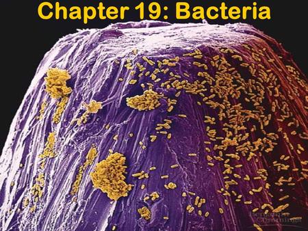 Chapter 19: Bacteria.