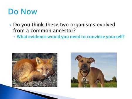  Do you think these two organisms evolved from a common ancestor? ◦ What evidence would you need to convince yourself?