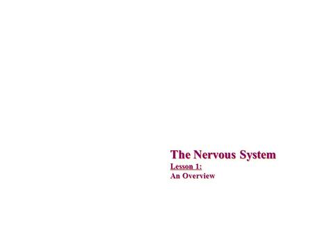 The Nervous System Lesson 1: An Overview. Upon completion of this lesson, students should be able to …  List the functions of the nervous system.  Identify.