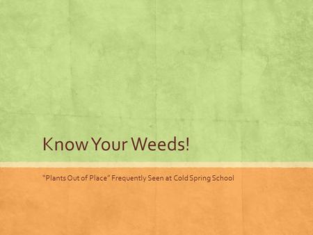 “Plants Out of Place” Frequently Seen at Cold Spring School
