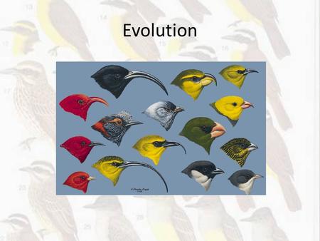 Evolution. Evolution occurs whenever there is a change is frequency of genes in a population Individuals do not evolve, but populations do There are several.