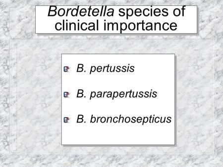 Bordetella species of clinical importance
