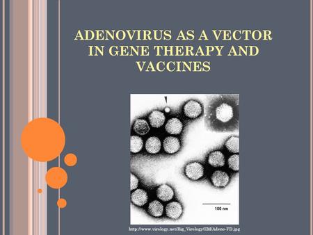 ADENOVIRUS AS A VECTOR IN GENE THERAPY AND VACCINES