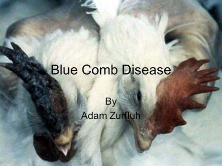 Blue Comb Disease By Adam Zurfluh. Table of Contents Type of Disease Symptoms Clinical Signs Transmission Treatment Prevention.