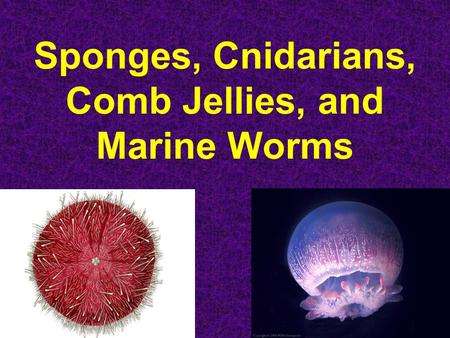 Sponges, Cnidarians, Comb Jellies, and Marine Worms.