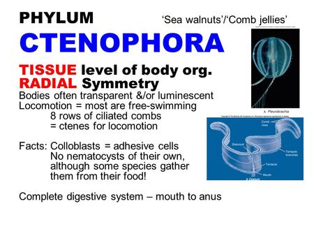 PHYLUM ‘Sea walnuts’/‘Comb jellies’ CTENOPHORA TISSUE level of body org. RADIAL Symmetry Bodies often transparent &/or luminescent Locomotion = most are.