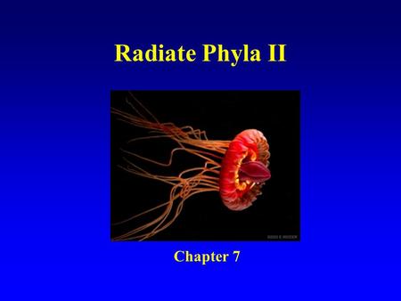Radiate Phyla II Chapter 7.