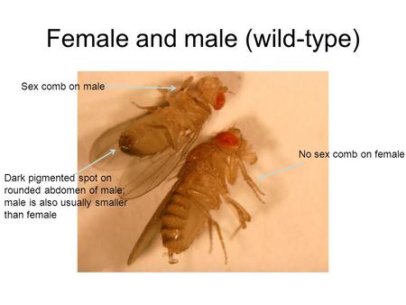 Female and male (wild-type) Sex comb on male No sex comb on female Dark pigmented spot on rounded abdomen of male; male is also usually smaller than female.