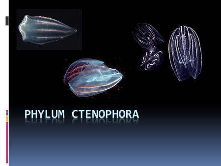 Ctenophora- “comb bearer”  “Comb jellies” or “gooseberries”  8 comb rows of cilia  Lack stinging cells  Have sticky cells to capture prey  Great.