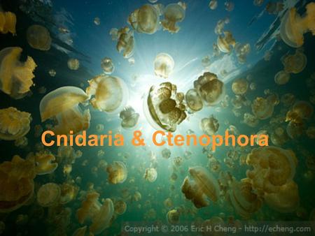 Cnidaria & Ctenophora. Cnidaria Radially symmetrical Tentacles contain nematocysts (stinging cells)
