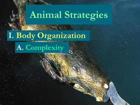 Animal Strategies I. Body Organization A. Complexity.