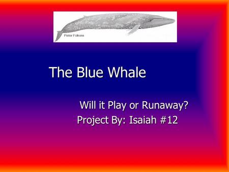 The Blue Whale Will it Play or Runaway? Will it Play or Runaway? Project By: Isaiah #12 Project By: Isaiah #12.