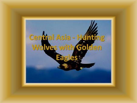 Central Asia - Hunting Wolves with Golden Eagles.