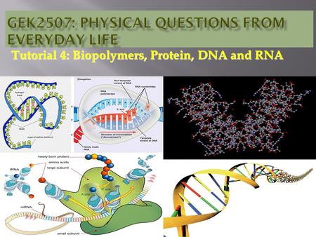 Tutorial 4: Biopolymers, Protein, DNA and RNA. Question1: [Transcription and Translation] What is the main difference between transcription and translation?