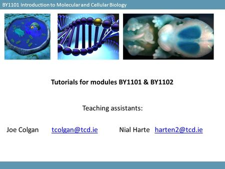 Tutorials for modules BY1101 & BY1102 BY1101 Introduction to Molecular and Cellular Biology Teaching assistants: Joe Harte
