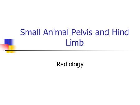 Small Animal Pelvis and Hind Limb