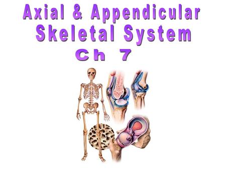 Axial & Appendicular Skeletal System Ch 7.