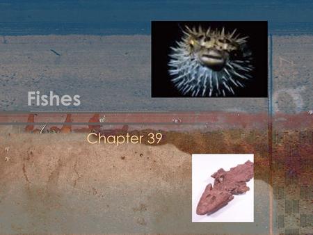 Fishes Chapter 39.