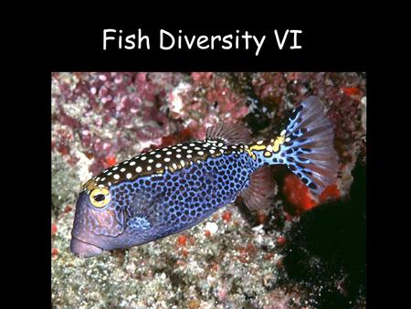 Fish Diversity VI. TELEOSTEI EUTELEOSTI NEOTELEOSTS ACANTHOMORPHA ACANTHOPTERYGII Synapomorphy: -Maximal upper jaw mobility and protrusability (premaxillae.
