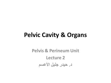 Pelvis & Perineum Unit Lecture 2 د. حيدر جليل الأعسم