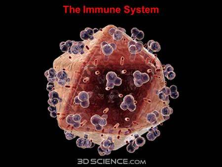 The Immune System. First lines of defense: Skin Mucus Stomach acid Digestive enzymes.