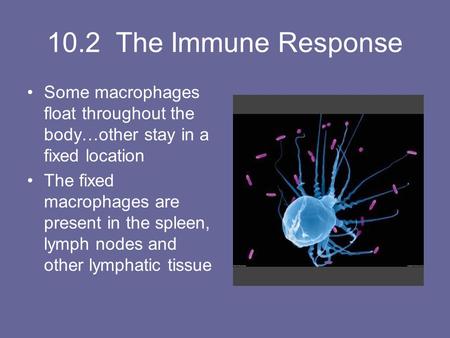 10.2 The Immune Response Some macrophages float throughout the body…other stay in a fixed location The fixed macrophages are present in the spleen, lymph.
