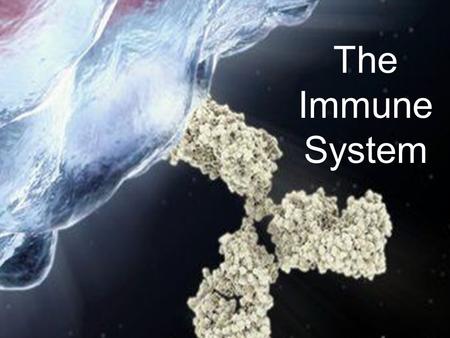 The Immune System.