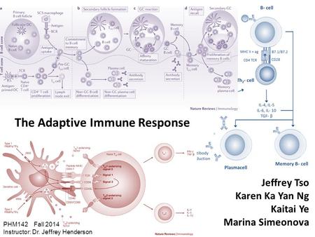 The Adaptive Immune Response Jeffrey Tso Karen Ka Yan Ng Kaitai Ye Marina Simeonova PHM142 Fall 2014 Instructor: Dr. Jeffrey Henderson.