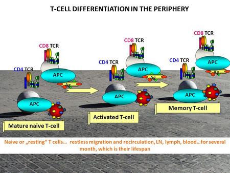 T-CELL DIFFERENTIATION IN THE PERIPHERY