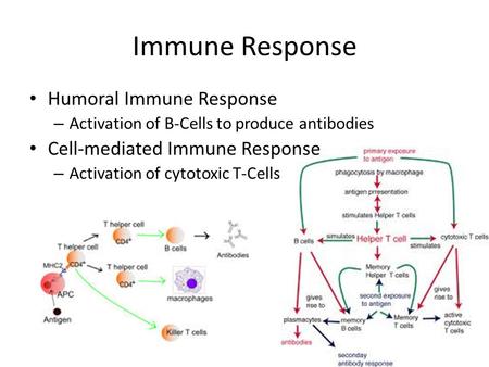 Immune Response Humoral Immune Response – Activation of B-Cells to produce antibodies Cell-mediated Immune Response – Activation of cytotoxic T-Cells.