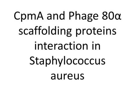 CpmA and Phage 80α scaffolding proteins interaction in Staphylococcus aureus.