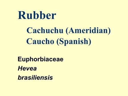 Rubber Cachuchu (Ameridian) Caucho (Spanish) EuphorbiaceaeHeveabrasiliensis.