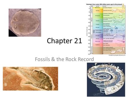 Fossils & the Rock Record